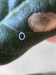 Tetraleurodes perileuca