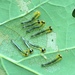 Caliroa quercuscoccineae - Photo (c) Ken Rosenthal, algunos derechos reservados (CC BY-NC), subido por Ken Rosenthal