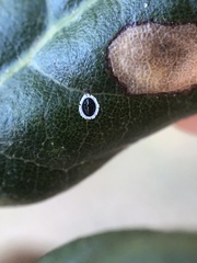 Tetraleurodes perileuca