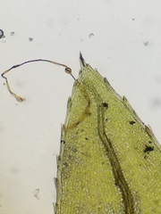 Mnium thomsonii