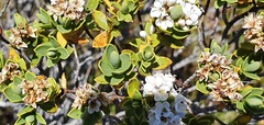 Veronica topiaria