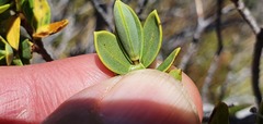 Veronica topiaria