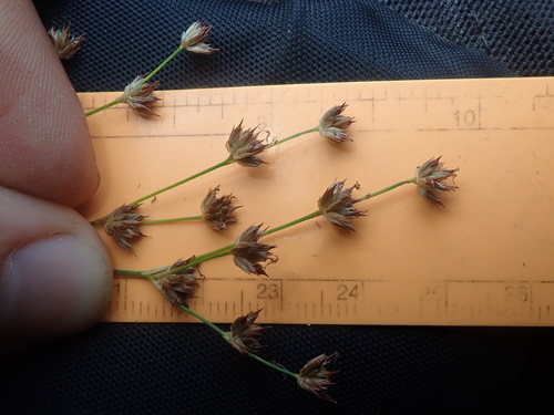 Image of Juncus oxymeris by (c) Nolan Exe, some rights reserved (CC BY)