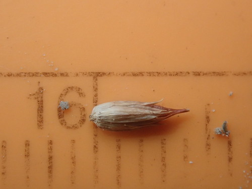 Juncus oxymeris, photograph 6