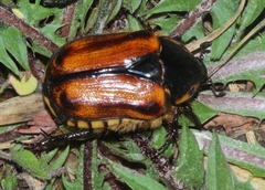 Chondropyga gulosa