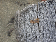 Centruroides bani