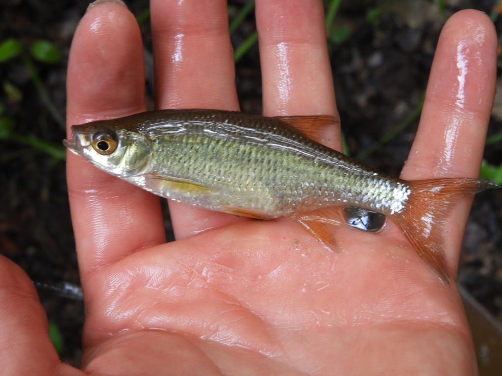 Golden Shiner (Fish of Deep Creek Lake MD, US) · iNaturalist