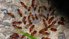 Syntermes molestus