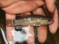 Umbra pygmaea