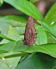 Praepedaliodes phanias