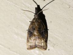 Platynota flavedana
