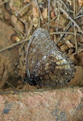 Praepedaliodes phanias