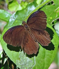 Praepedaliodes phanias