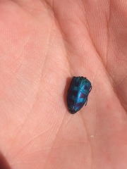Sphaerobothris ulkei