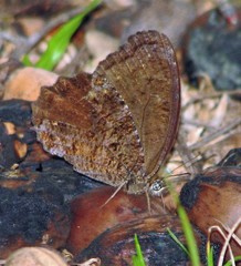 Praepedaliodes phanias