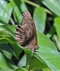 Praepedaliodes phanias