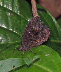 Praepedaliodes phanias