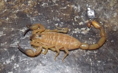 Centruroides nitidus