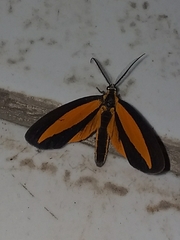 Dioptinae