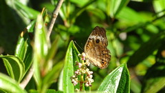 Junonia genoveva