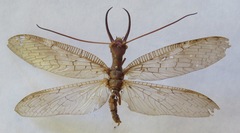 Corydalus peruvianus