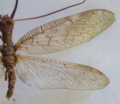 Corydalus peruvianus