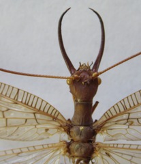 Corydalus peruvianus