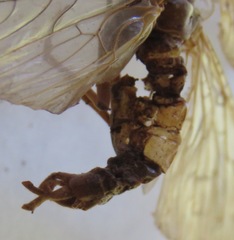 Corydalus peruvianus