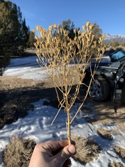 Frasera albomarginata