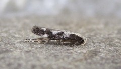 Agnippe prunifoliella