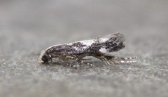 Agnippe prunifoliella