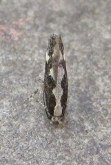 Agnippe prunifoliella
