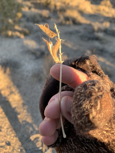 Astragalus minthorniae var. minthorniae
