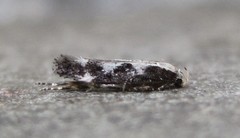 Agnippe prunifoliella