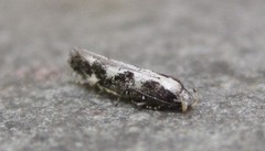 Agnippe prunifoliella
