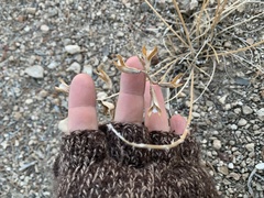 Astragalus minthorniae