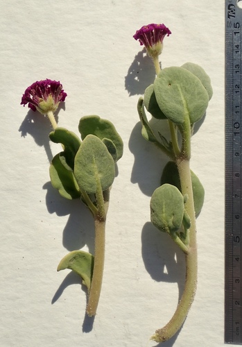 red sand-verbena