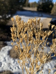 Frasera albomarginata