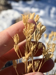 Frasera albomarginata