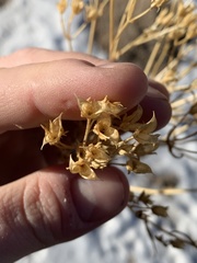 Frasera albomarginata