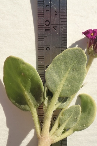 red sand-verbena