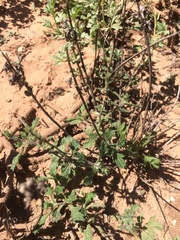 Verbena plicata