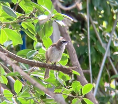 Pycnonotus goiavier