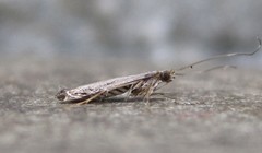 Neurobathra strigifinitella