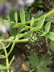 Astragalus inopinatus
