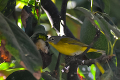 Leiothlypis ruficapilla