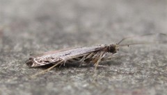 Neurobathra strigifinitella