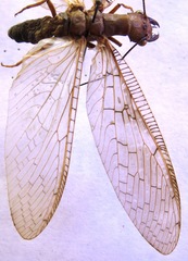 Corydalus flavicornis