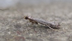 Neurobathra strigifinitella