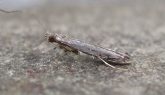 Neurobathra strigifinitella